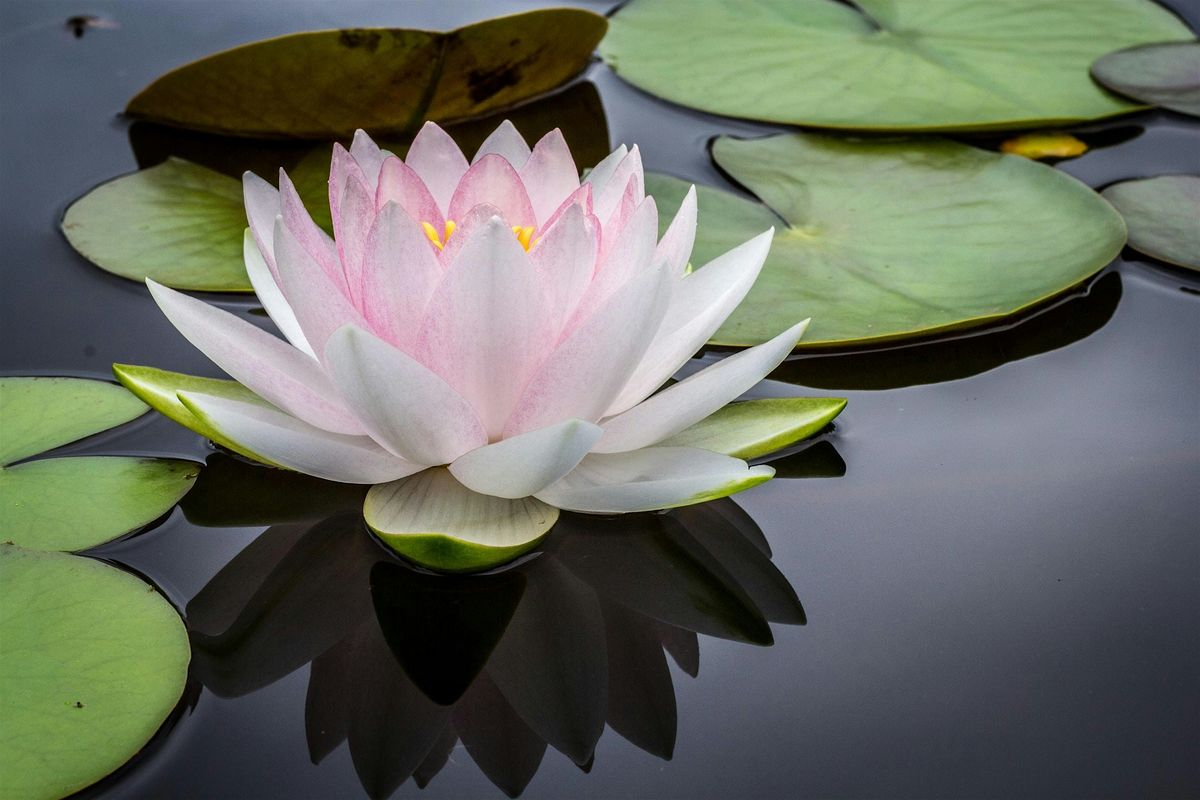 Yoga for Weight Loss @Botanic Gardens