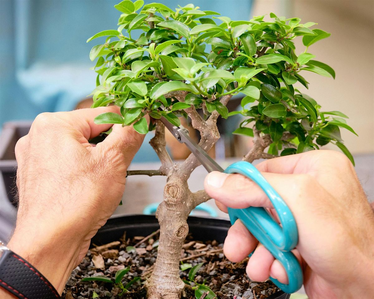 Beginning Bonsai