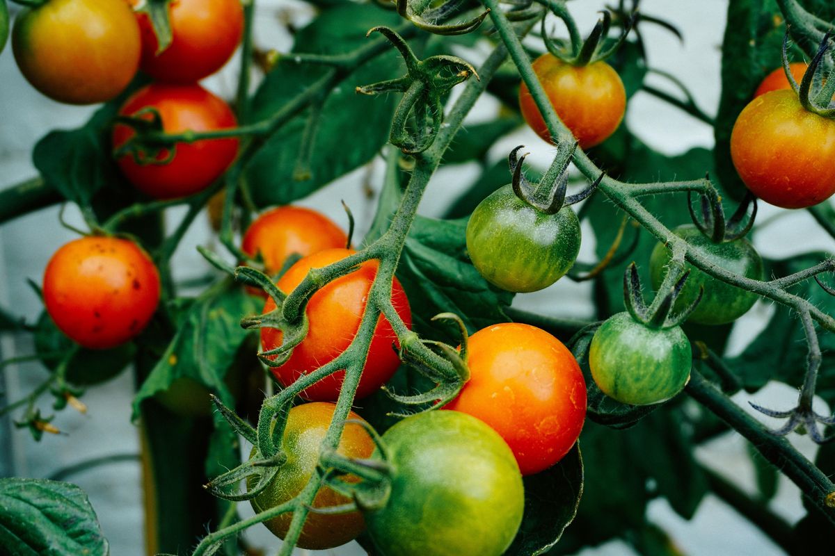 Farming 102: Discovering our Roots - Tomato Teachings