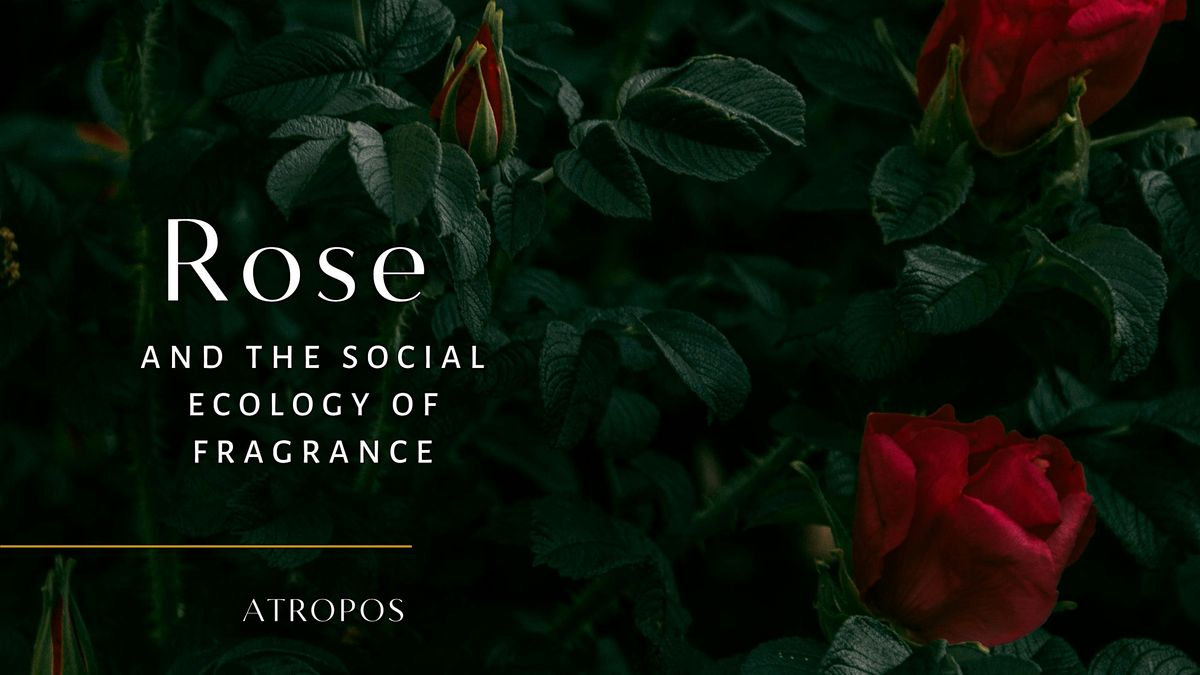 Rose & The Social Ecology of Fragrance