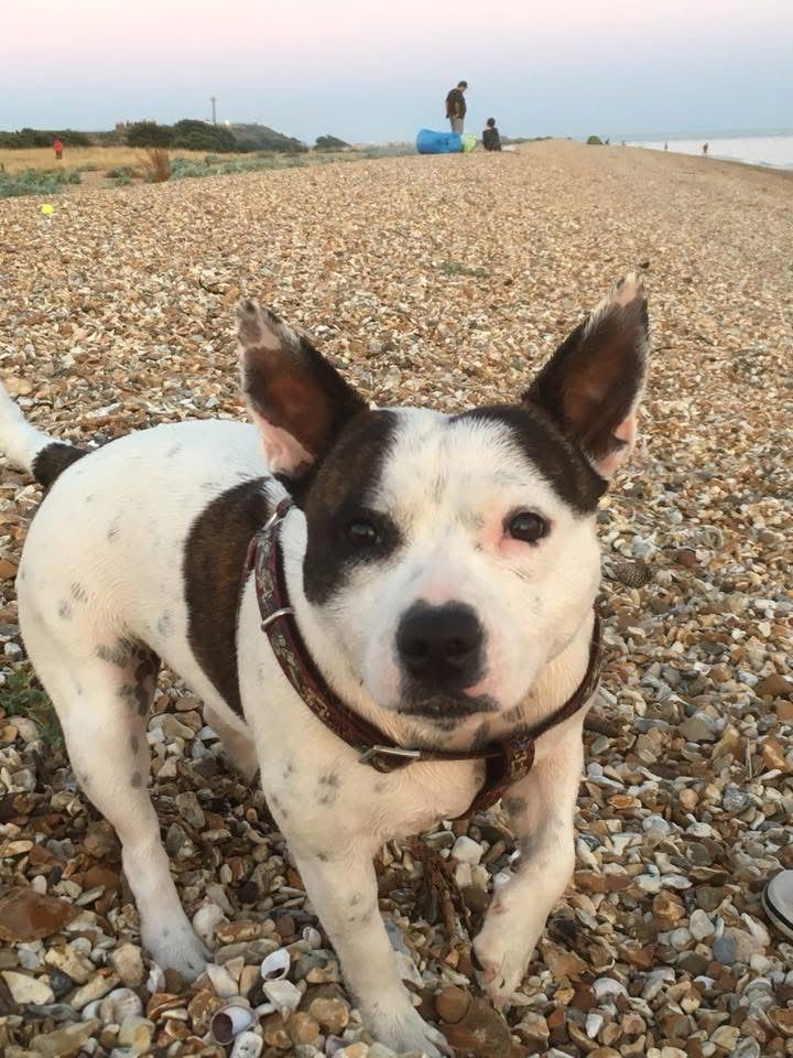 The Boxing Day Dog Walk 