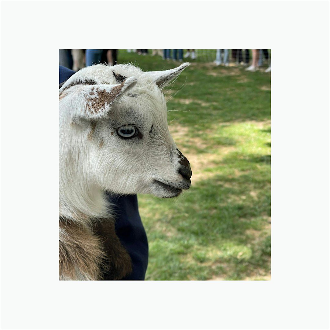 Baby Goat Social Hour