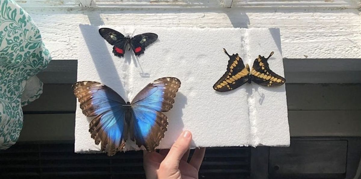 Butterfly Mounting with Friends of the Rainforest