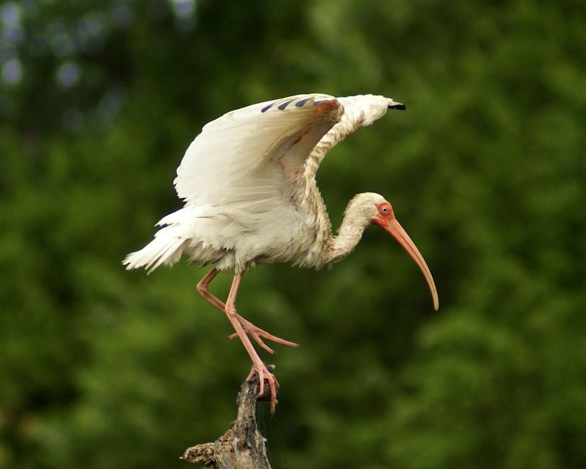 Island Nature Tour (2024)