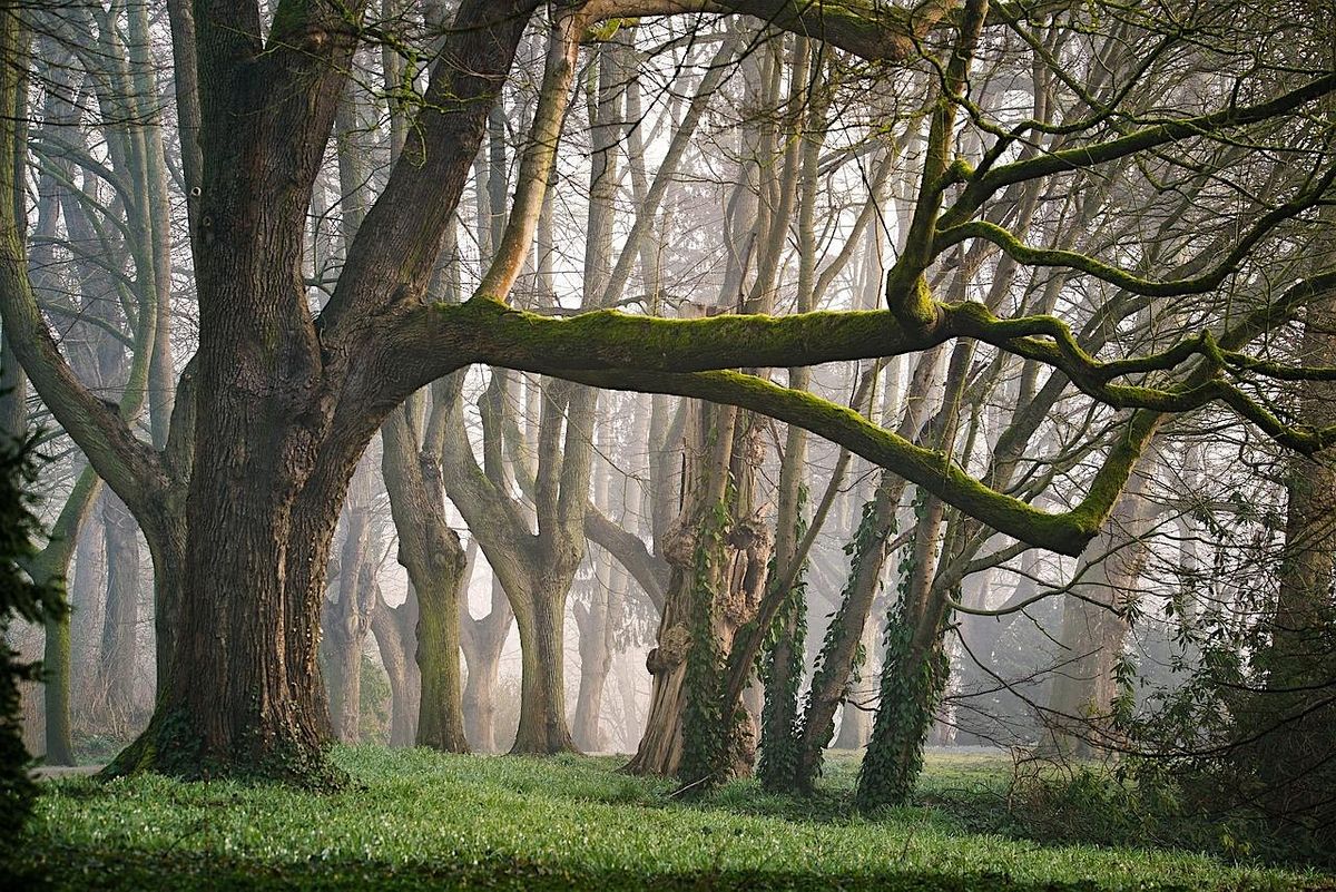 Magical tea party amongst the fae