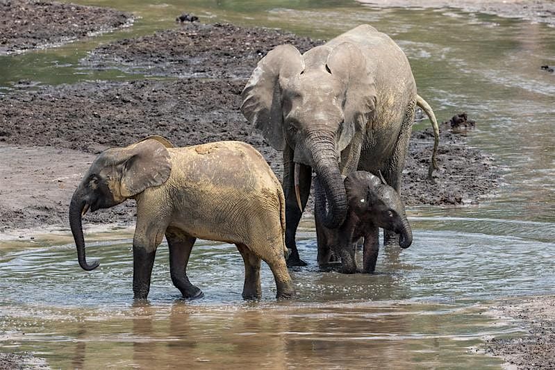 Biodiversity on the EDGE