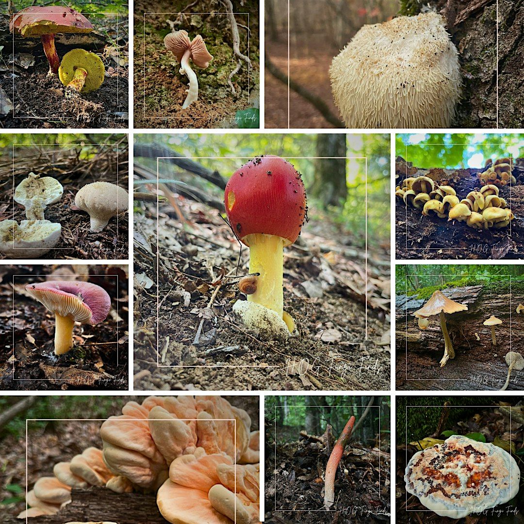 Mushroom Foraging Adventure: Hikes Of Georgia Workshop