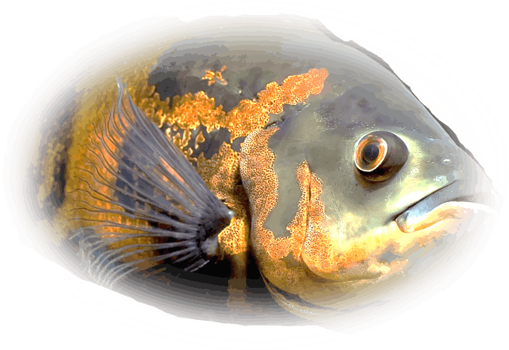 Removal Of The Swamp Invaders Fishing Tournament, Weigh-In : Miccosukee ...