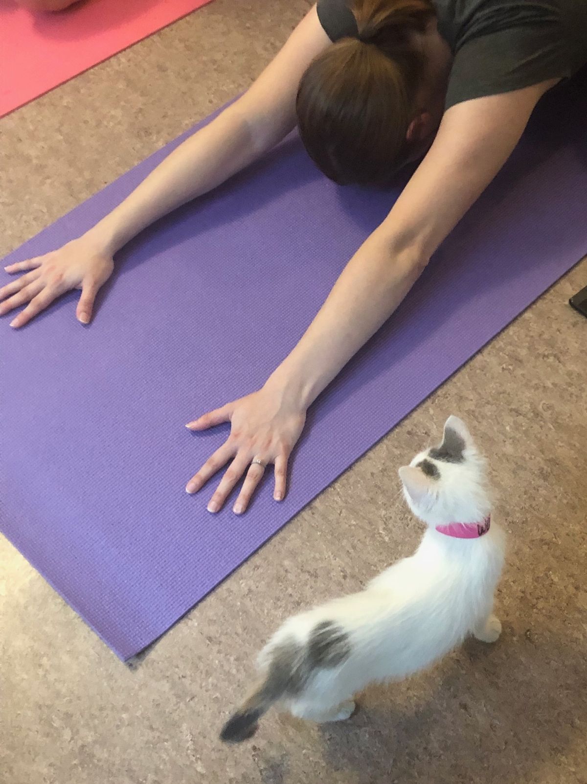 Yoga + Kittens at APA