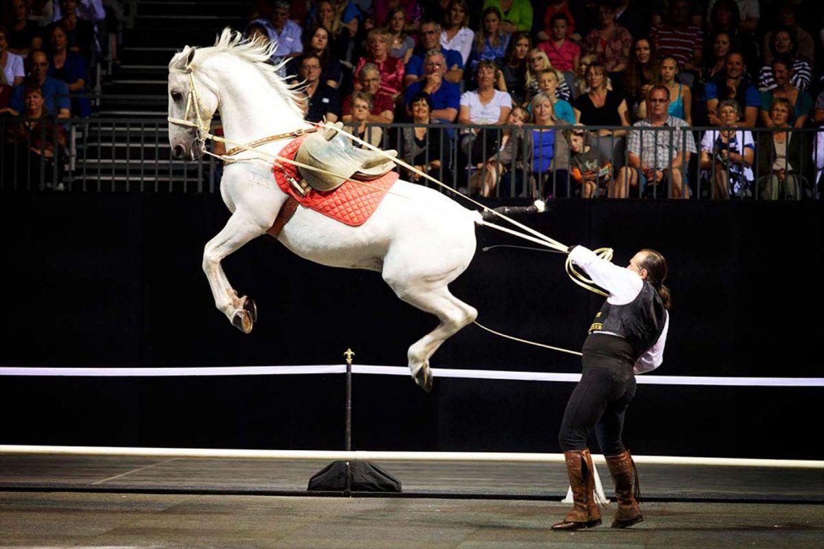 Gala of the Royal Horses