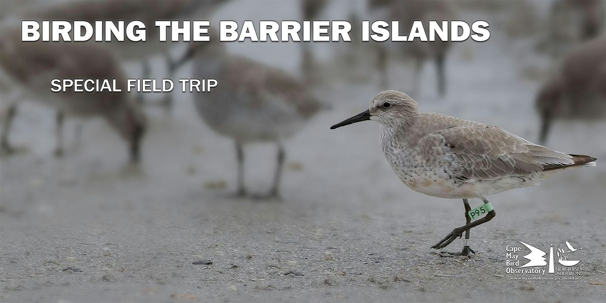 Birding on the Barrier Islands