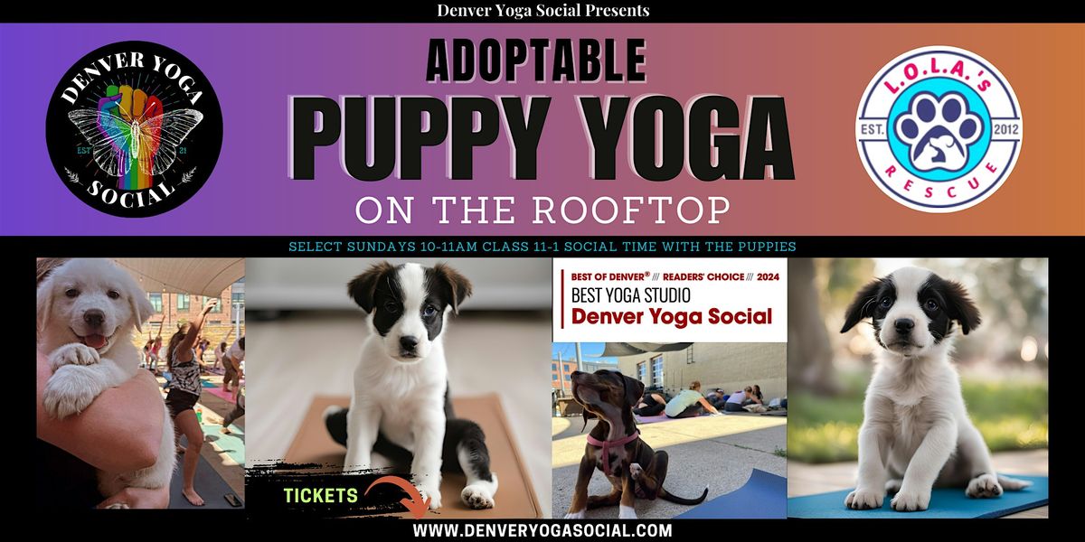 Adoptable Puppy Yoga on the Rooftop of the Catbird Hotel