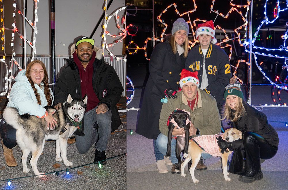 Tail Lights: Dog Walk Through Symphony of Lights