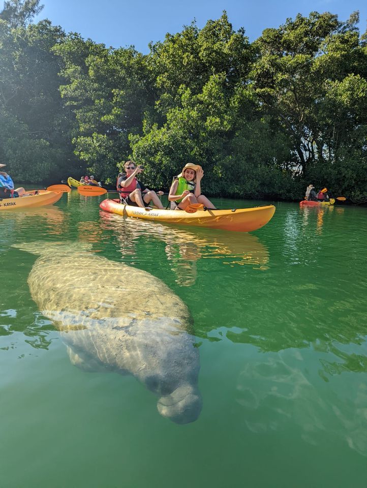 Manatee Photo Safari - Kayak and Paddle Board Tour (Tue\/Thurs)