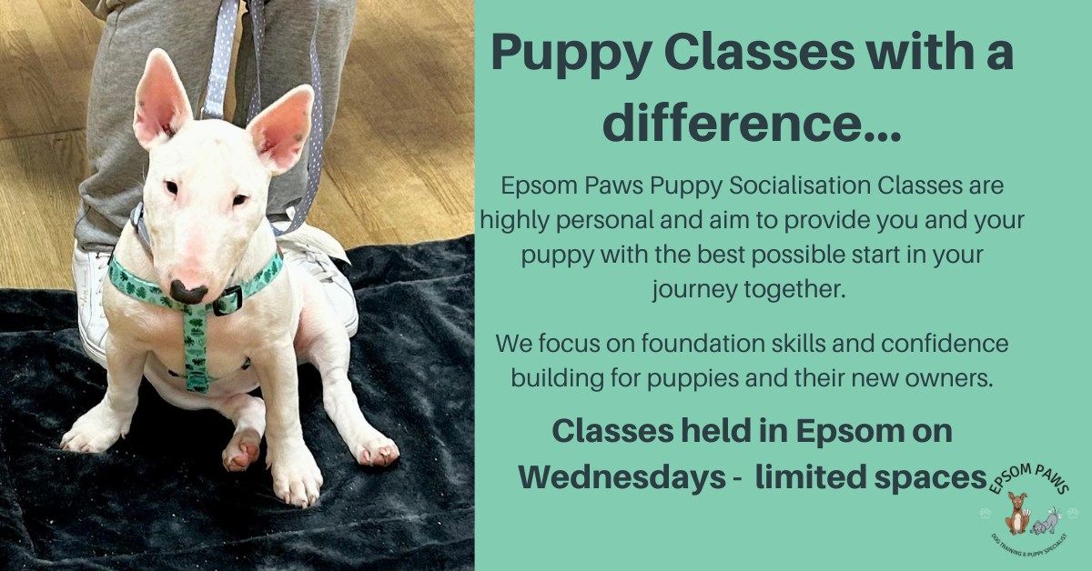 Epsom Paws Puppy Socialisation Classes - November (NO CLASSES ON 25\/12 AND 01\/01) - FULL