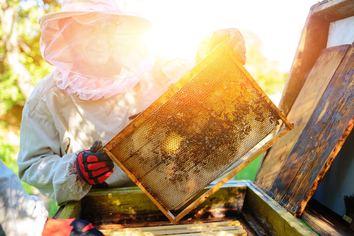 Buzz Academy: Beekeeping Essentials