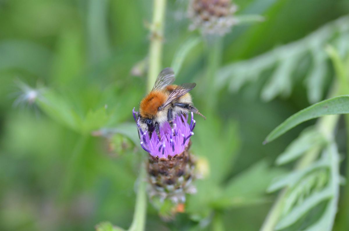 Bumblebees and Solitary Bees - Identification Talk and Walk