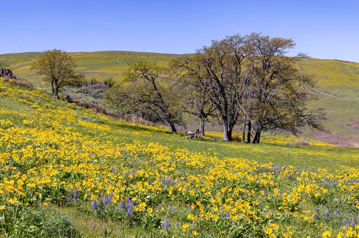 Sense of Place: New Attention on Oregon White Oak\ufeffs and Why They Matter