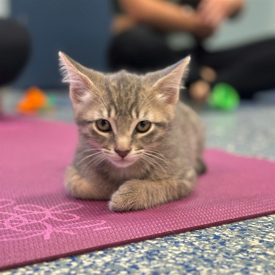 August Kitten Meditation to Benefit the AWLA