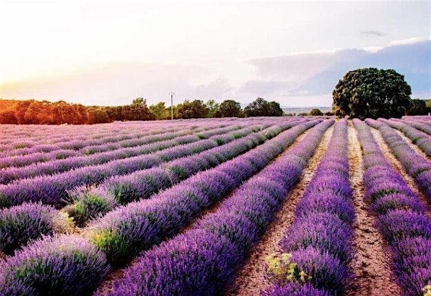 Excursi\u00f3n Campos de Lavanda de Brihuega \u2013 7 de julio