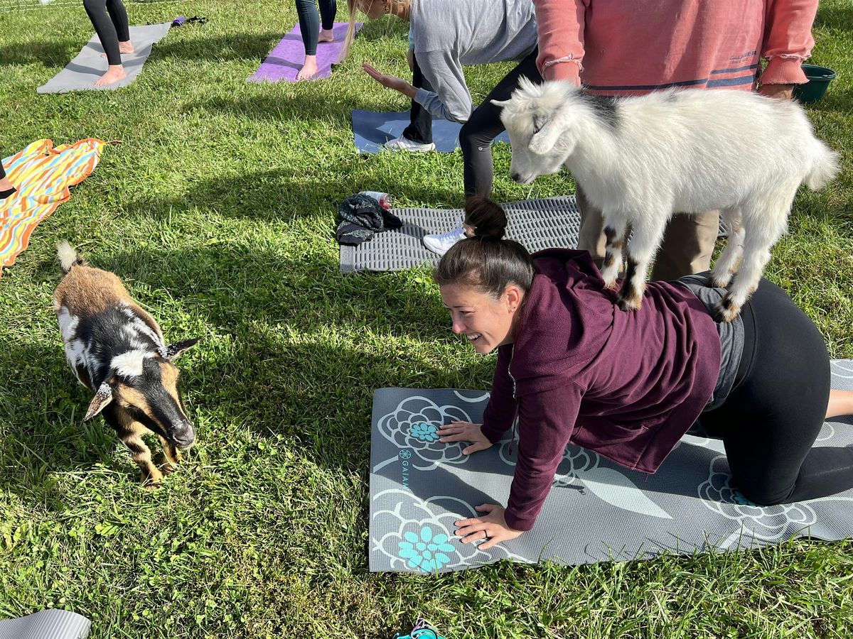 Goat Yoga in Downtown Frederick