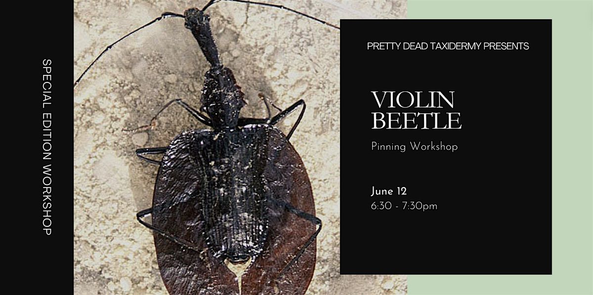 Violin Beetle Pinning Workshop