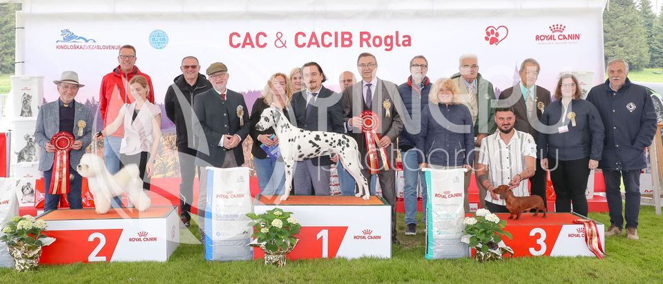 CAC & 2x CACIB Rogla 2025 + special shows