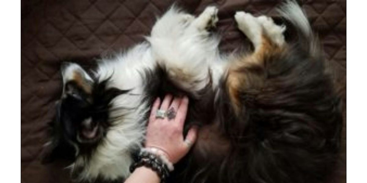 Learn Animal Reiki Training Certification