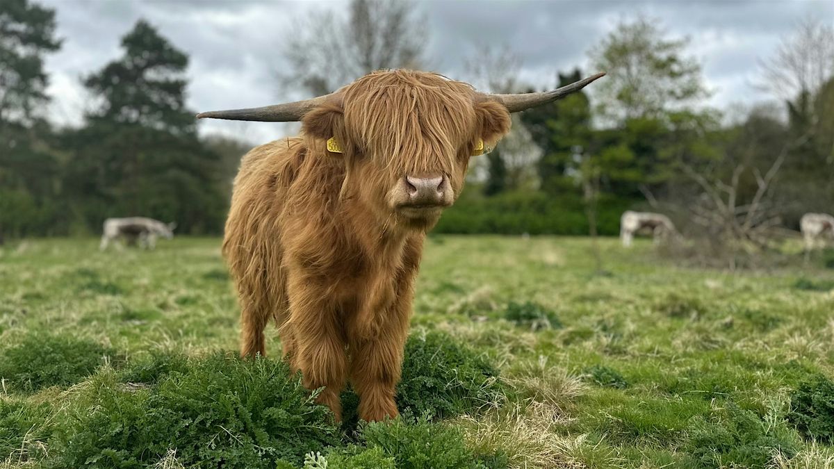 Wilder Kent Safari: Walking with Cows at Heather Corrie Vale