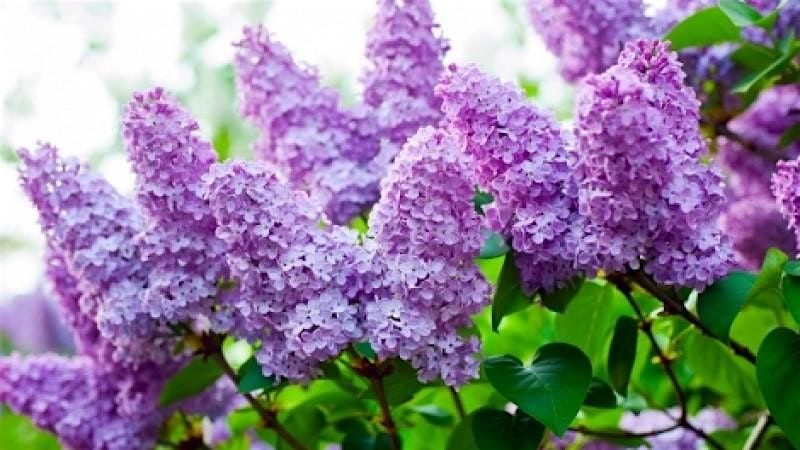 Arnold Arboretum Lilac Path - Guided Walk with Ample Access Outdoors