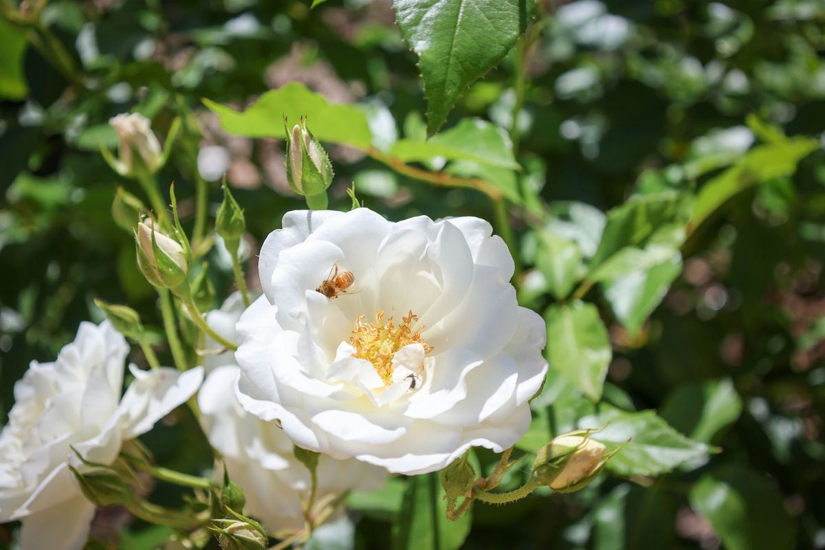 Fragrant Roses in the Creekside Rose Garden