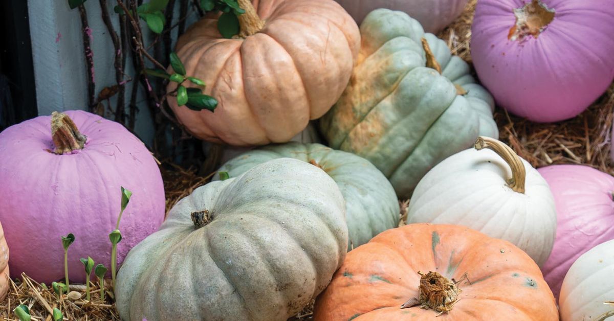 Hyde Park Village Pumpkin Patch