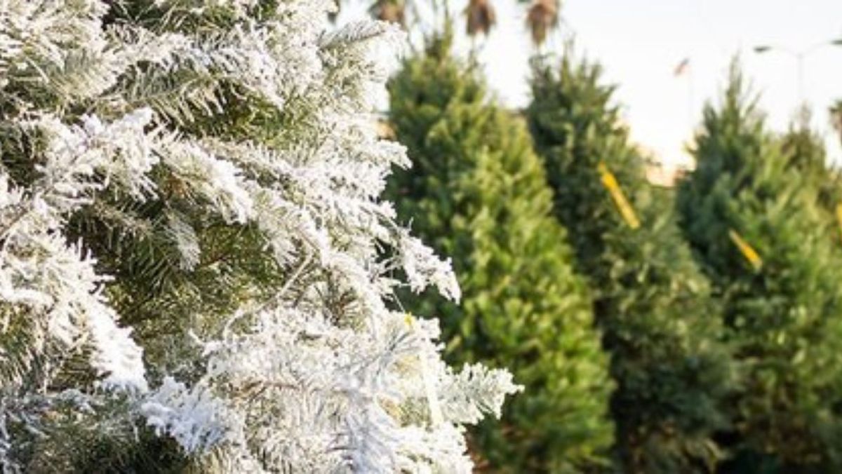 Christmas Trees Arrive at New Leaf Nursery!