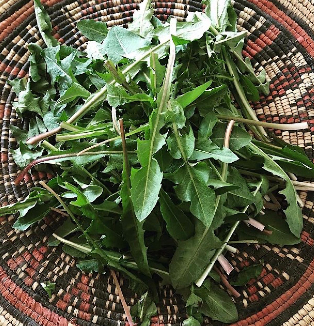 Herbal Mentorship - in person or online