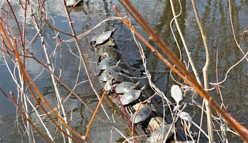 Nature Walk at Petrie Island | Marche en nature \u00e0 l\u2019\u00cele P\u00e9trie