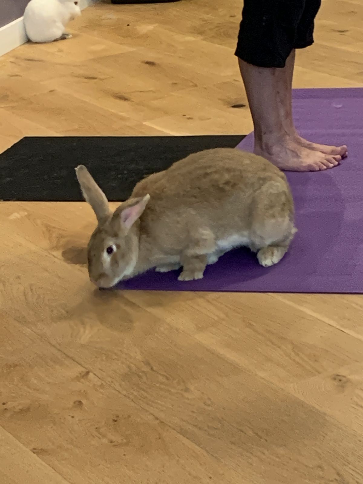 Fall Equinox Bunny Yoga