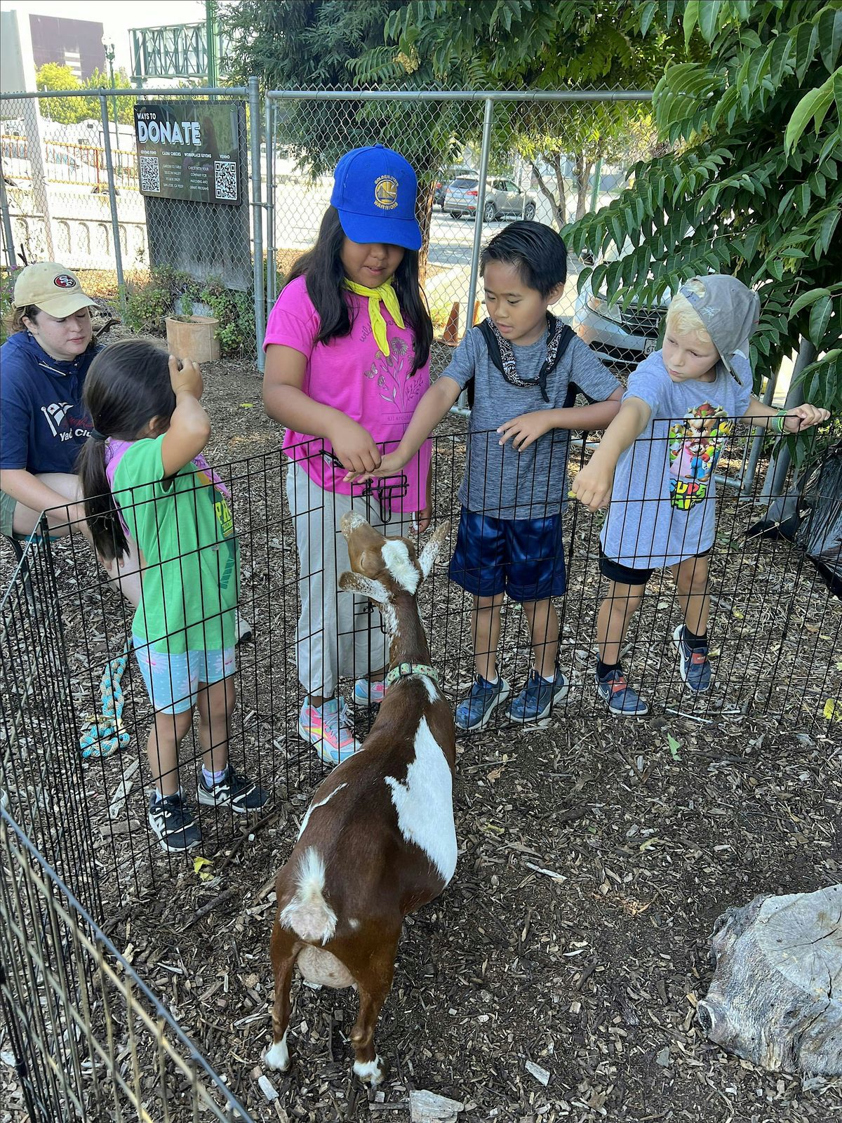 Goat Milking Demonstration