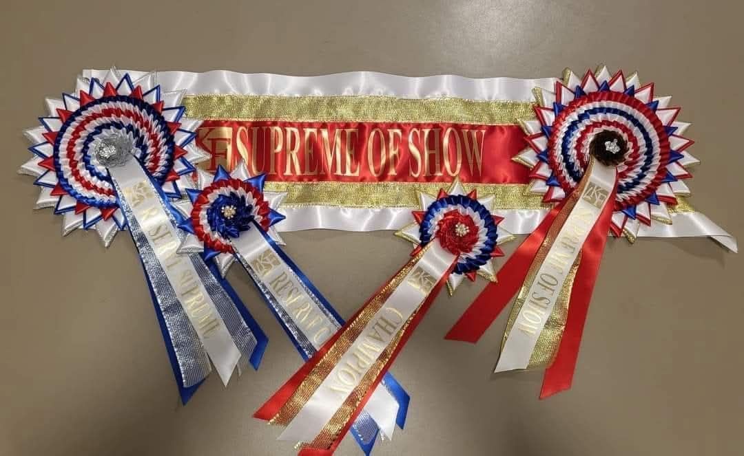 Showing Show. In-hand & ridden classes, inc Equifest quals 