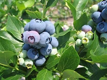 Blueberry Production Workshop