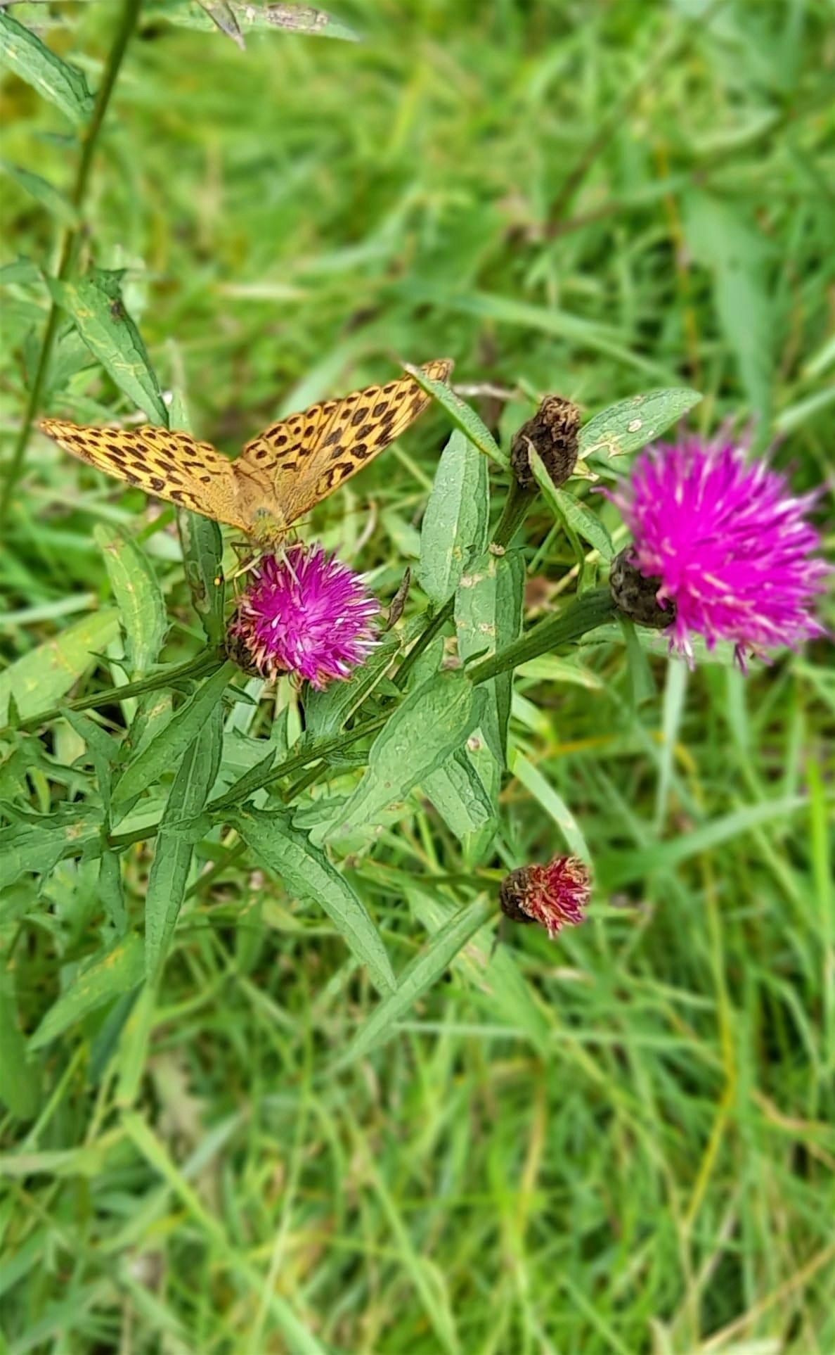 Butterfly walk EOC 2816