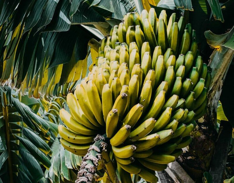 Learn all about Growing your own Bananas
