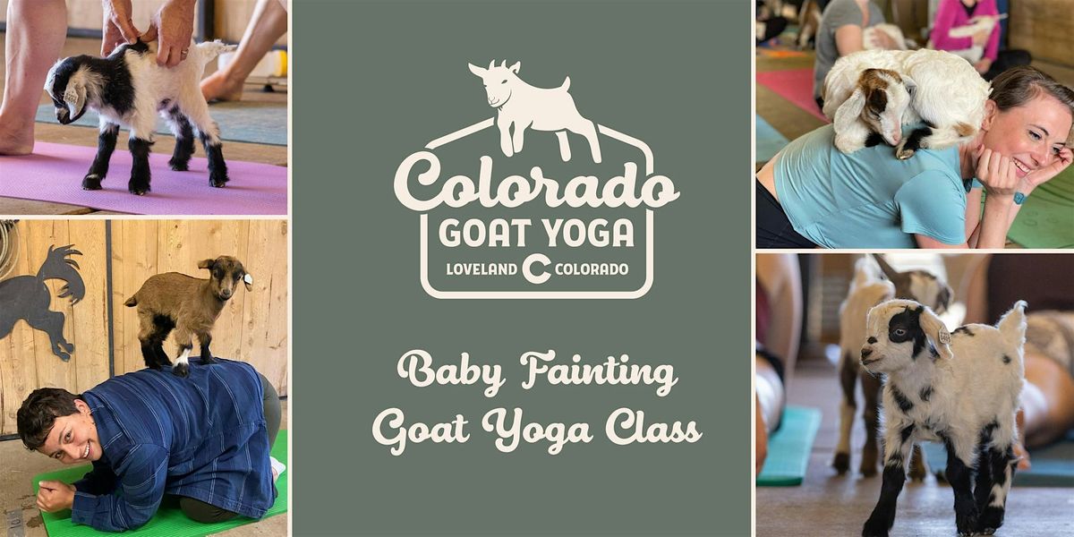 Baby Goat Yoga with Fainting Goats!