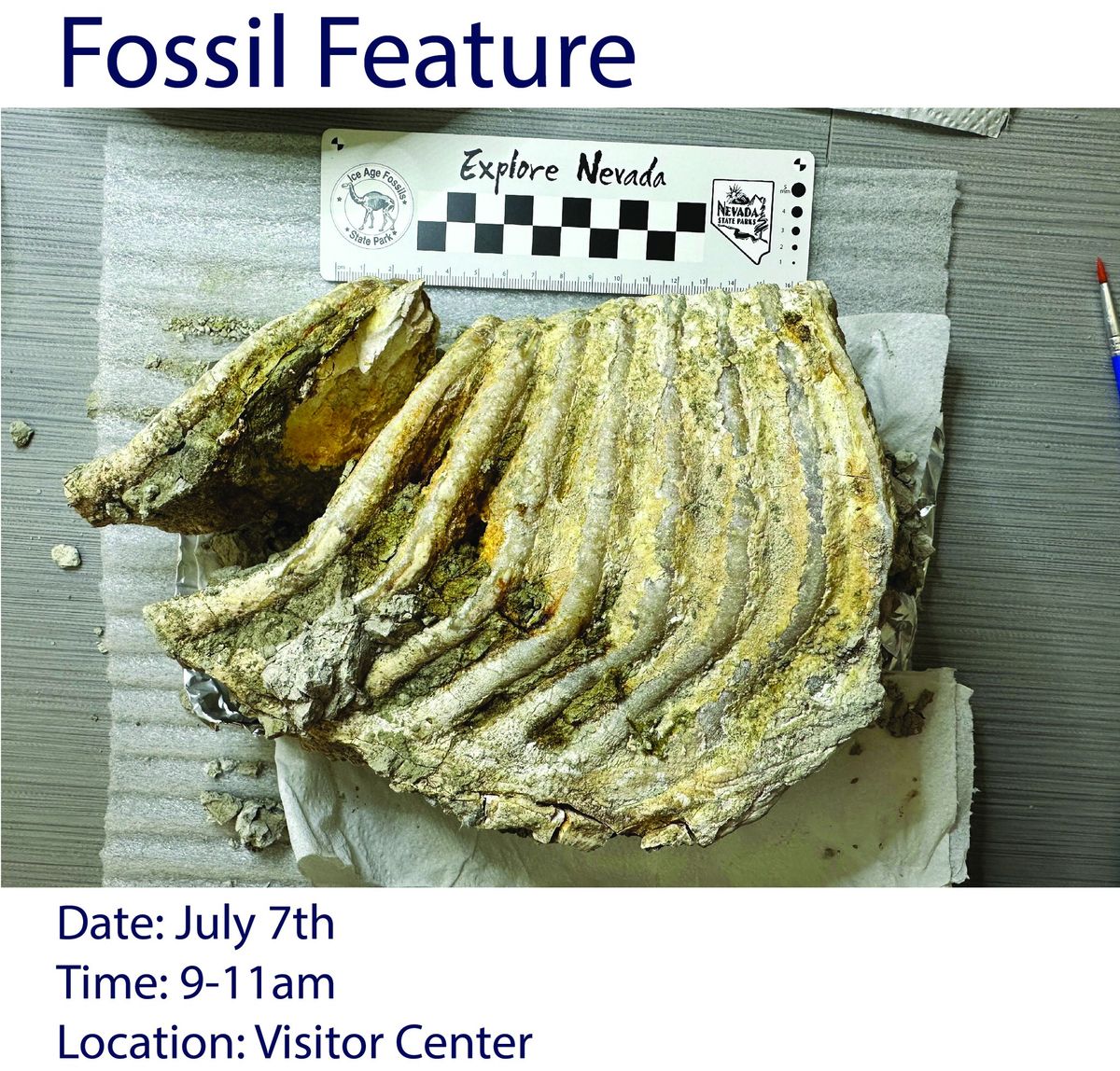 Fossil Feature