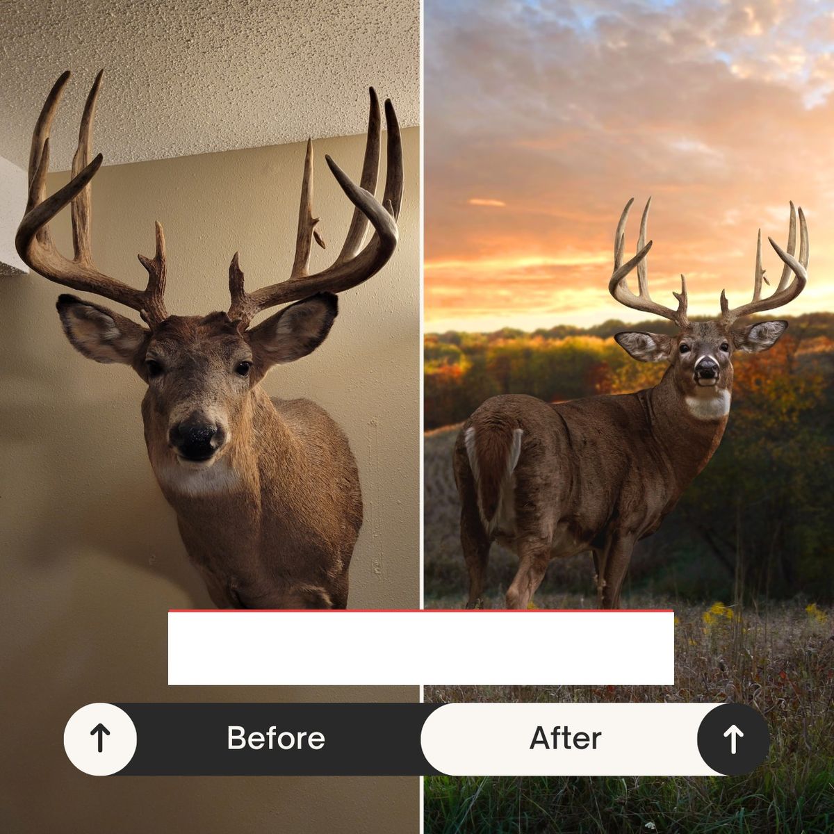 Digital Taxidermy 