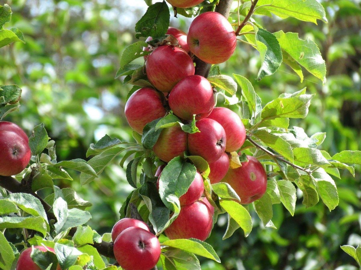 Thatcham Apple Day