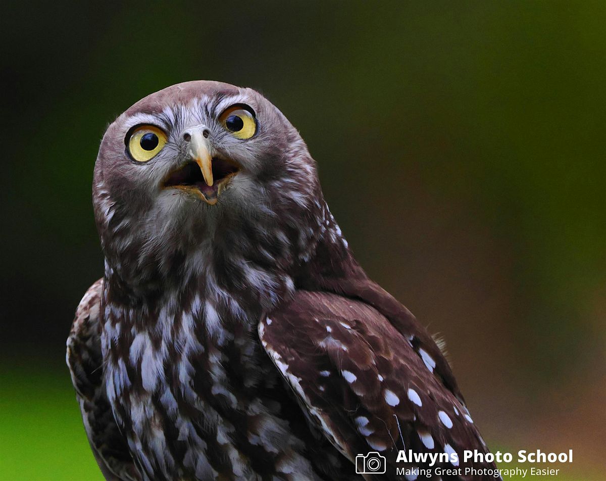 Healesville Sanctuary Wildlife Photography Course-Wildlife Photo Course