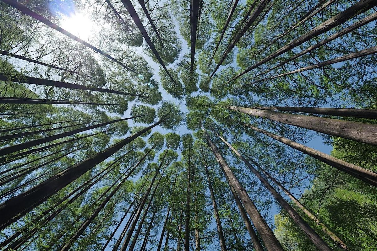 Meditation Circle In Nature - Community