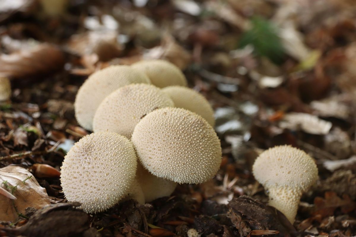 Mushroom foraging around Entwistle, Bolton