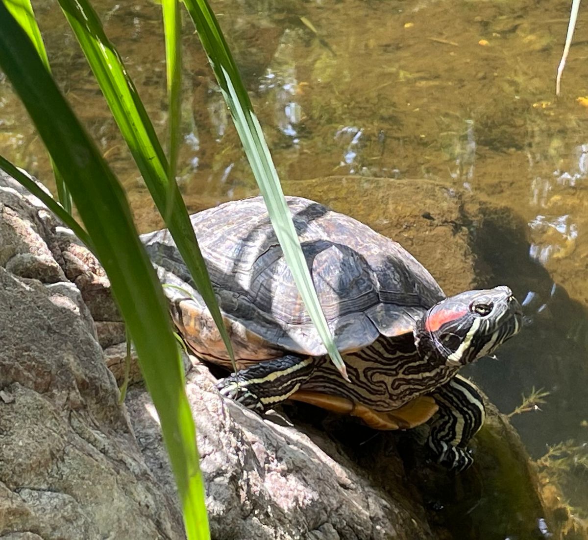 Carolina Wetlands and Wildlife