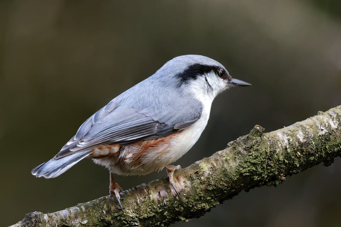 Bird Photography Meetup